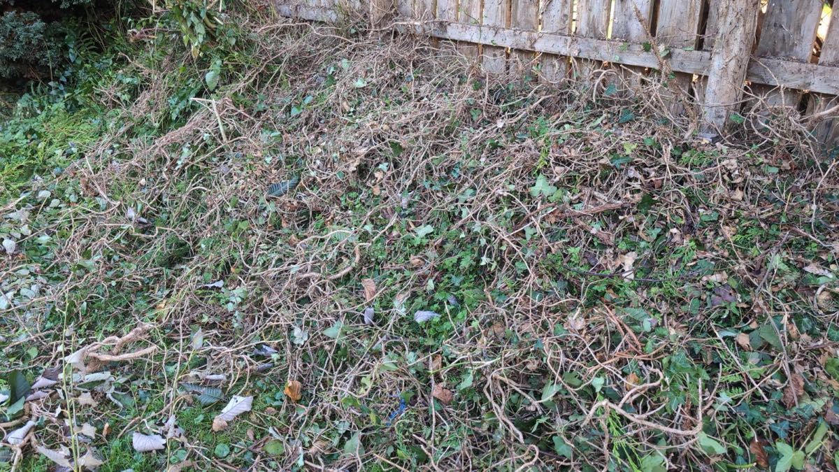A thick, tangled mat of cut weeds and ivy piled against a wooden garden fence